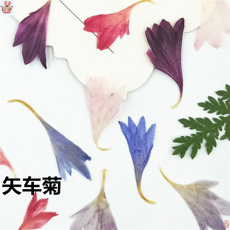 Resin Art Sticker - 20 Plant Specimens, Cornflower Petals, Natural