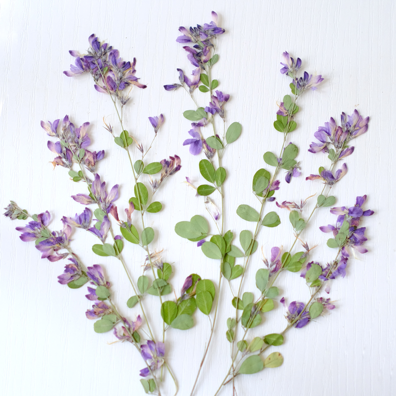 6pcs,nature Lespedeza Formosa  - مراجعة Resin Art And Jewelry وسعره