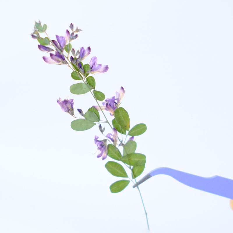 6pcs,nature Lespedeza Formosa  - مراجعة Resin Art And Jewelry وسعره