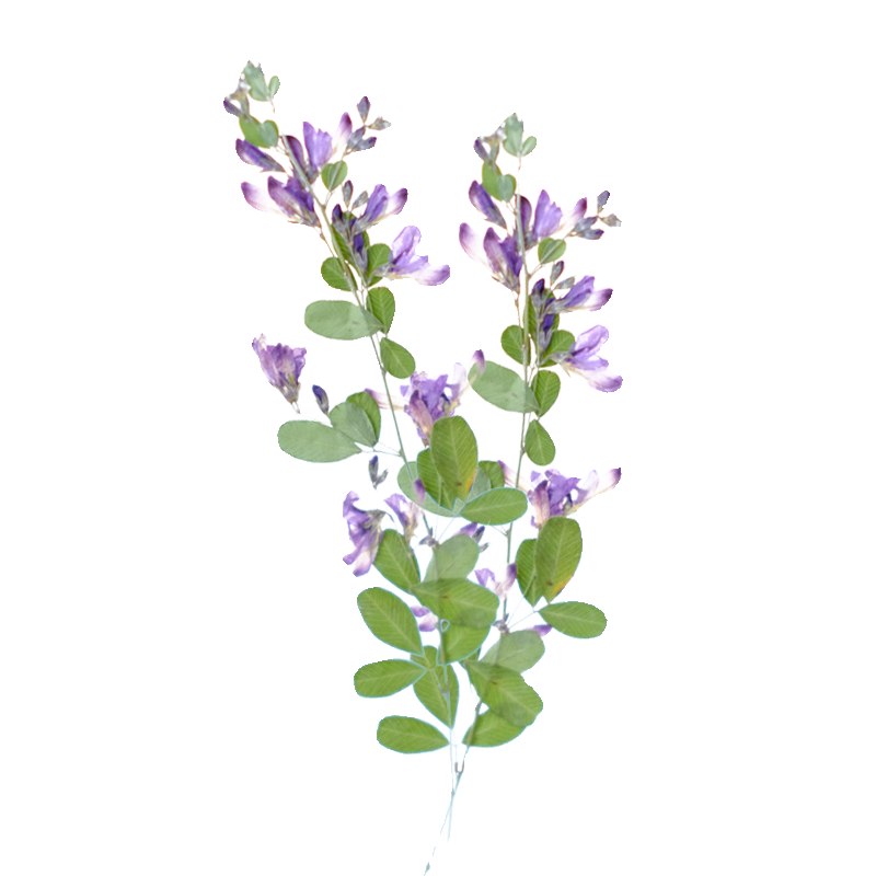 6pcs,nature Lespedeza Formosa  - مراجعة Resin Art And Jewelry وسعره