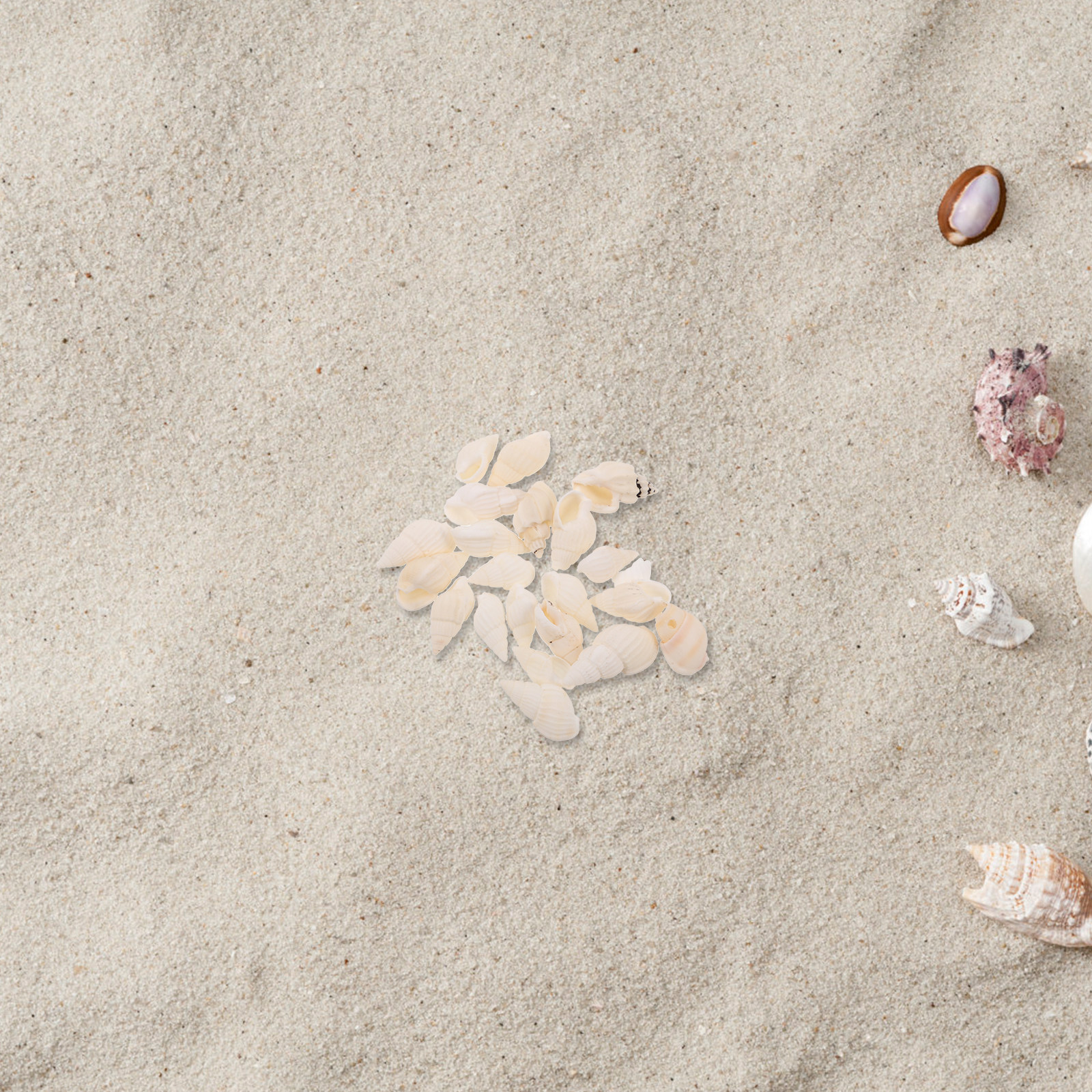 20Pcs White Spiral Seashells N - مراجعة Resin Art Beach Theme وسعره