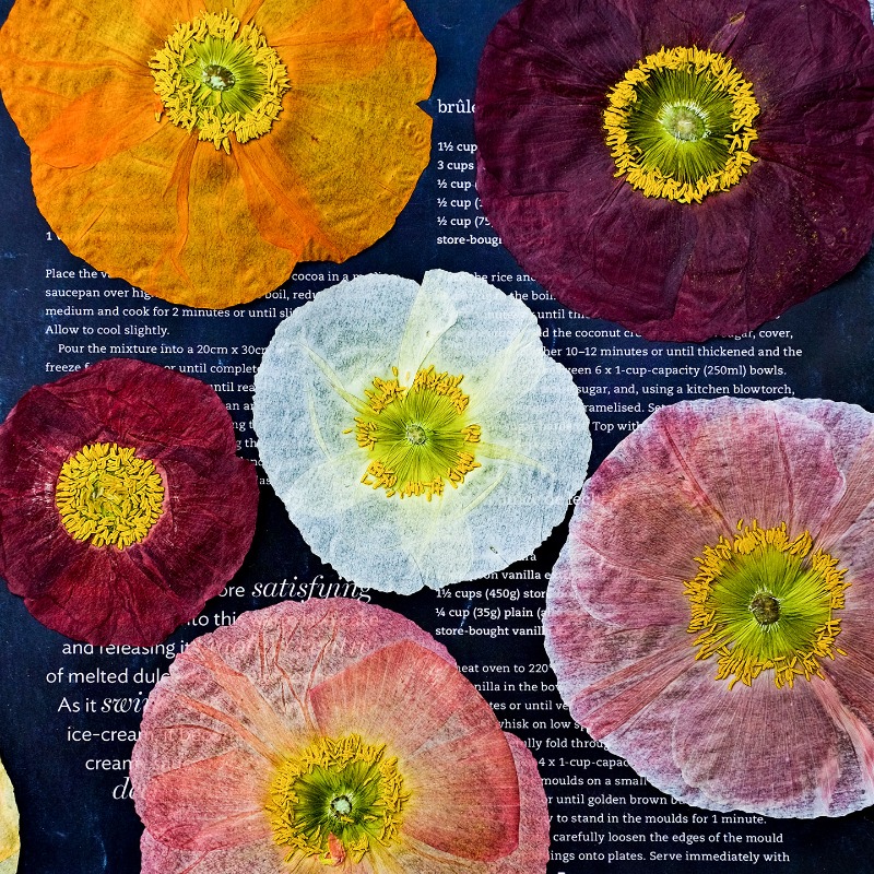1pcs,Nature Field Poppy Presse - مراجعة Resin Art Workshop وسعره