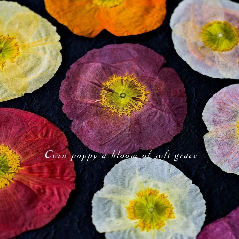 1pcs,Nature Field Poppy Presse - مراجعة Resin Art Workshop وسعره