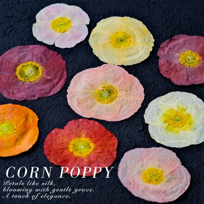 1pcs,Nature Field Poppy Presse - مراجعة Resin Art Workshop وسعره