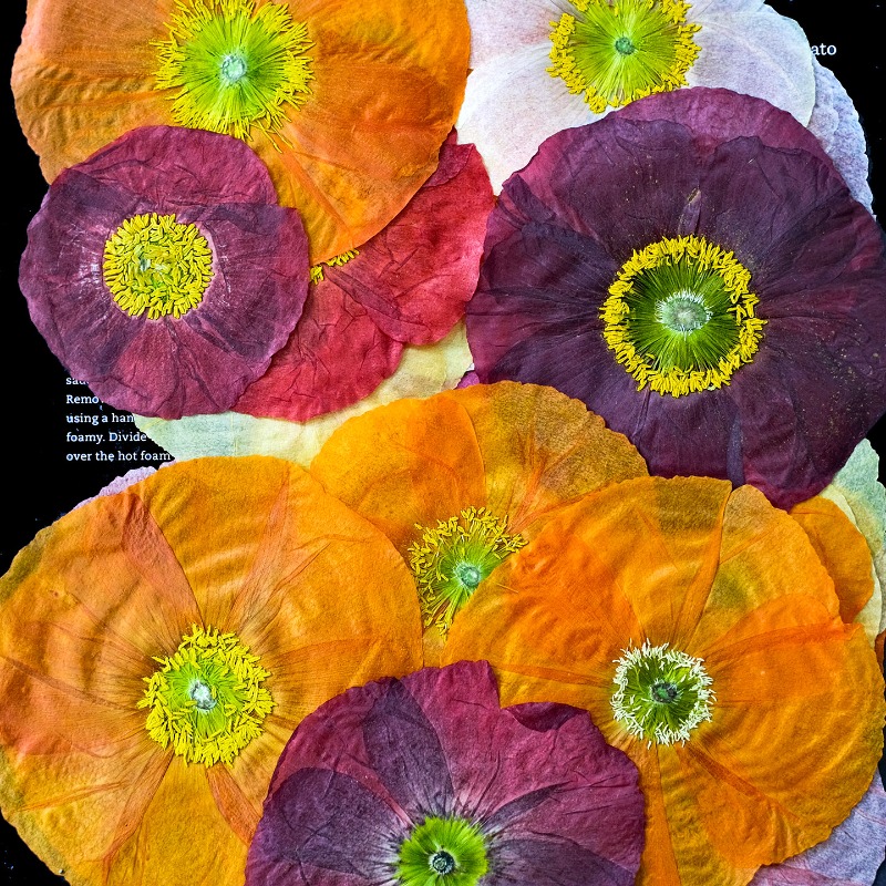 1pcs,Nature Field Poppy Presse - مراجعة Resin Art Workshop وسعره