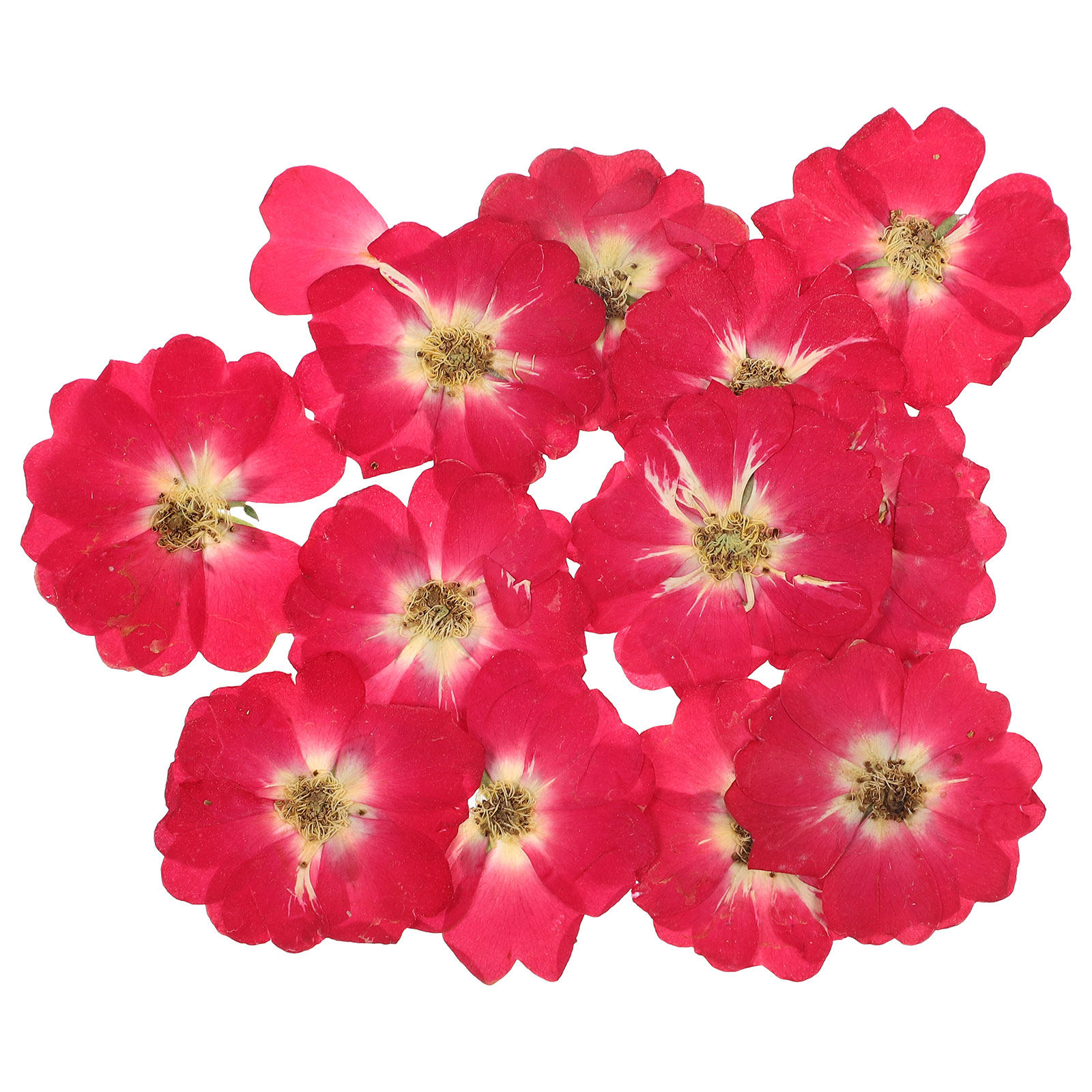 12Pcs Natural Dried Rose Press - مراجعة Resin Art And Jewelry وسعره