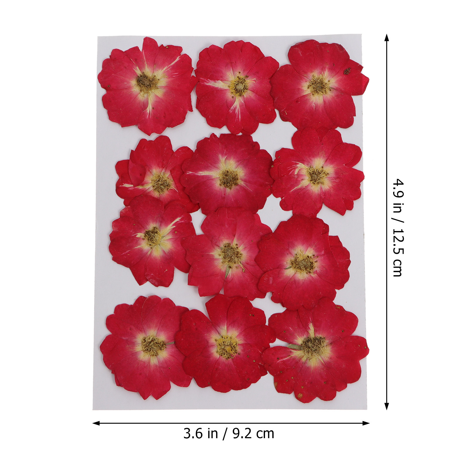 12Pcs Natural Dried Rose Press - مراجعة Resin Art And Jewelry وسعره