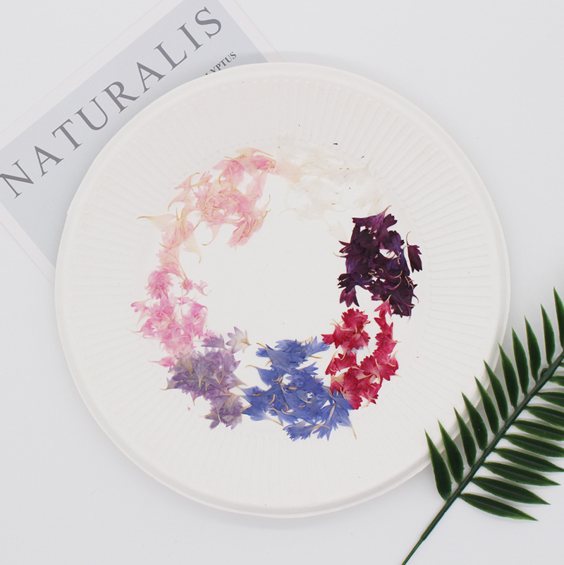 20 Plant Specimens, Cornflower - مراجعة Resin Art Sticker وسعره