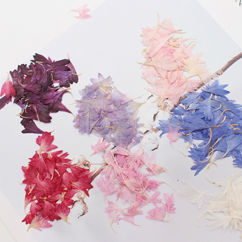 20 Plant Specimens, Cornflower - مراجعة Resin Art Sticker وسعره