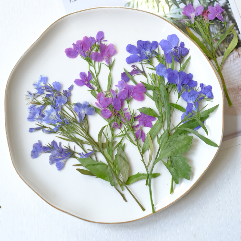 6pcs/8-13cm,nature Lobelia Eri - مراجعة Resin Art And Jewelry وسعره