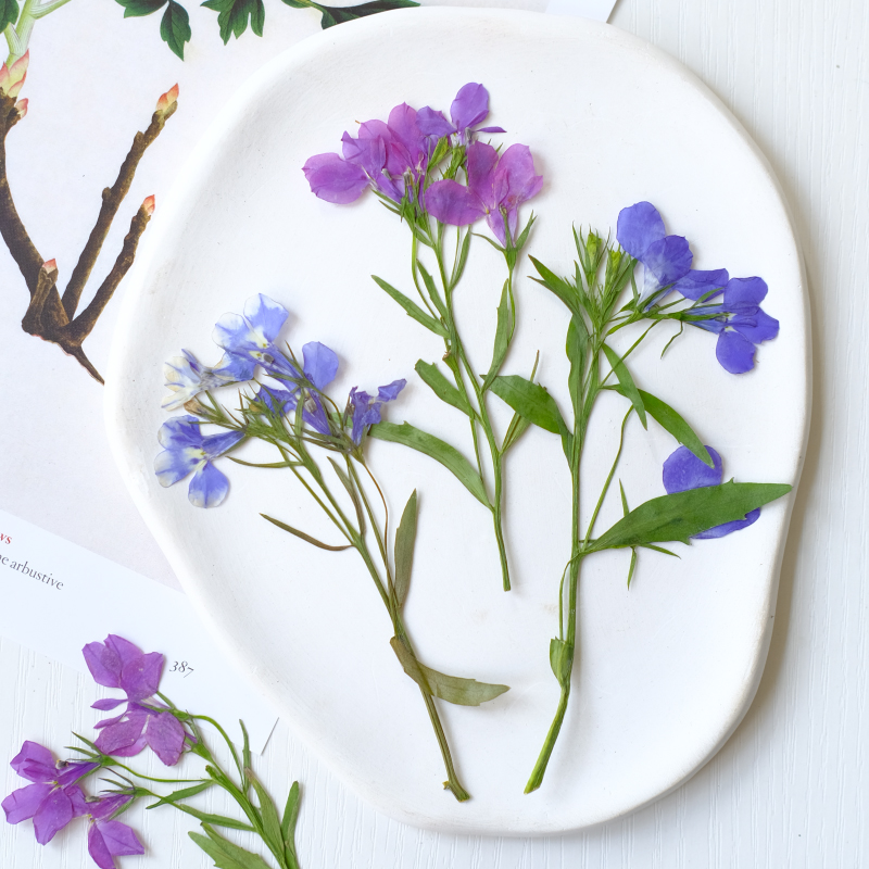 6pcs/8-13cm,nature Lobelia Eri - مراجعة Resin Art And Jewelry وسعره