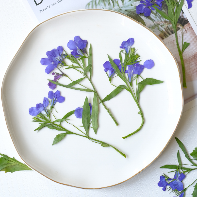 6pcs/8-13cm,nature Lobelia Eri - مراجعة Resin Art And Jewelry وسعره